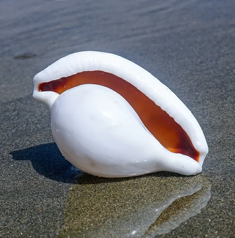 الطبيعية السري Ovula صدف الأبيض اليشم البيضاوي على شكل قذيفة محارة بحري عينة الناسك سرطان البحر خزان الأسماك الزفاف ديكور المنزل