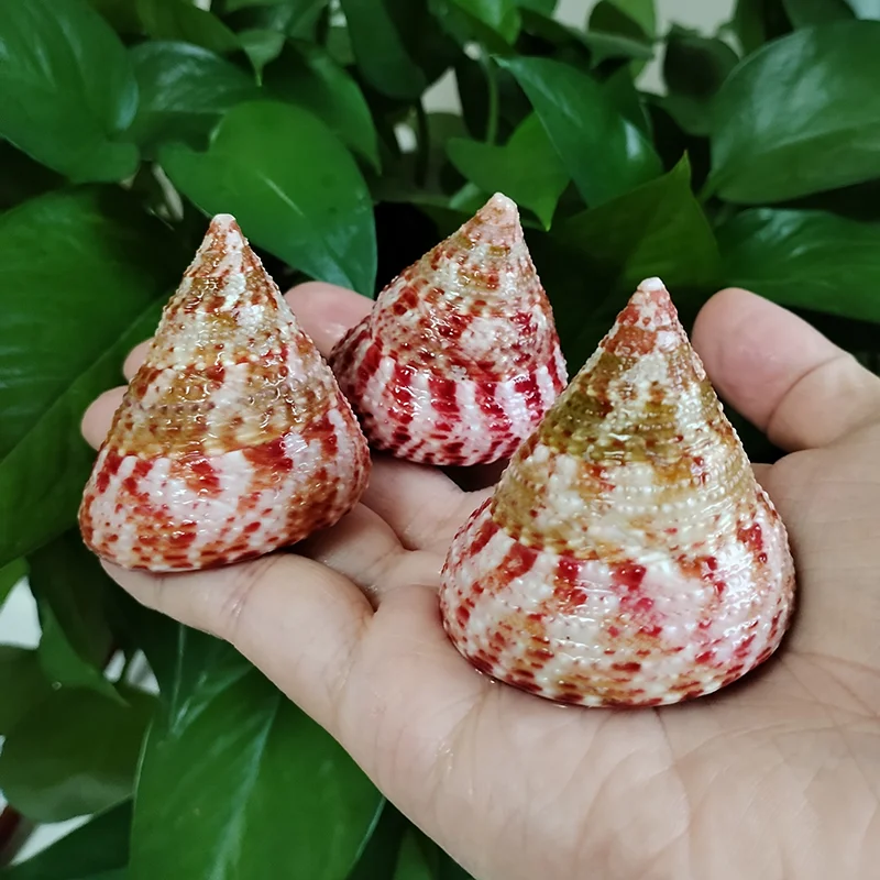 3 PC Red Banded Tower Shells Natural Cone-shaped Top Seashells Trochus Conus For for Vase Filler Home Decor， Wedding Beach Decor