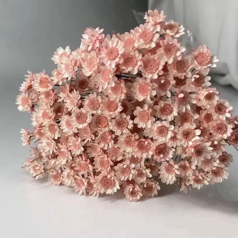 Ramo de flores secas para decoración del hogar, Mini Margarita Natural, Estrella pequeña brasileña, arreglos florales de boda, bricolaje