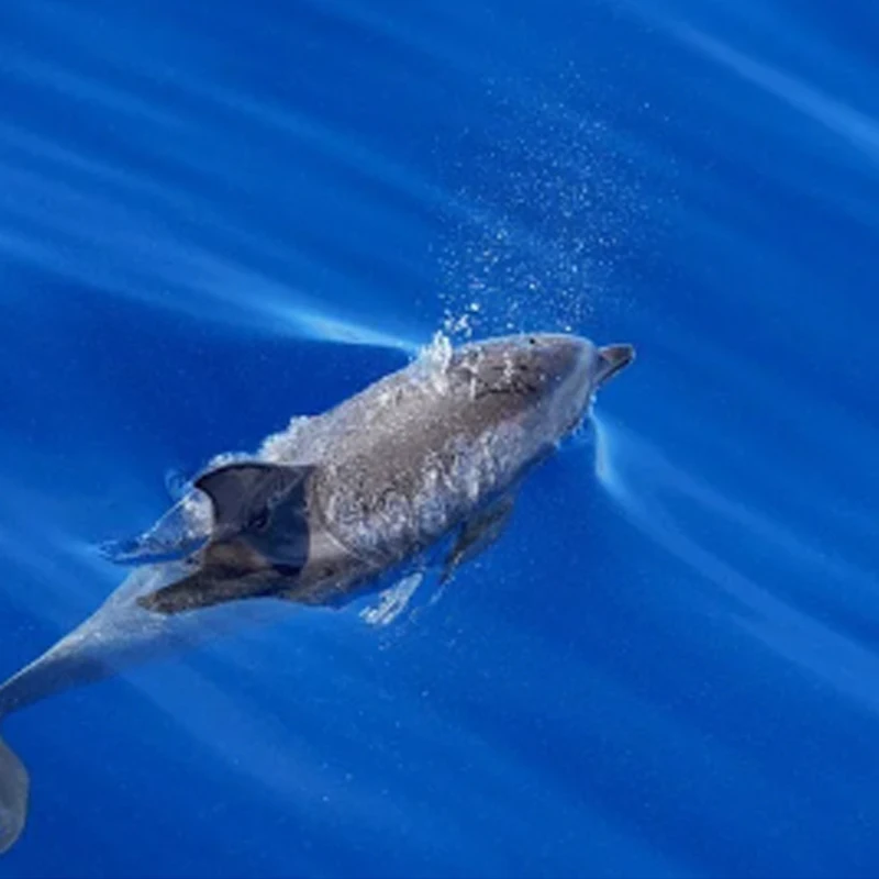 

iFlight XING2 3314 Cinelifter Motor 900KV 6S for FPV Freestyle Long Range Cinelifter Drones DIY Parts