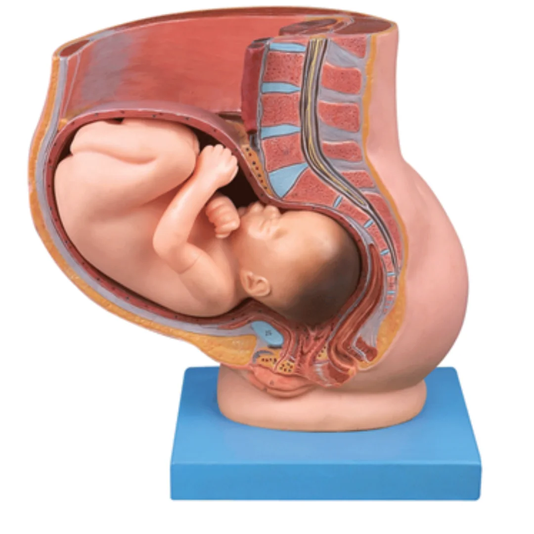 Female Pregnancy Pelvis Contains a Nine-month Fetal Model Medical Science Anatomia Fetus Simulator Nursing Articles Educational