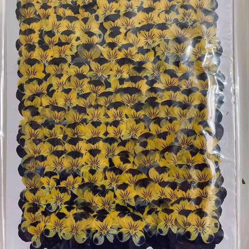 60pcs Dried Pressed Purple+Yellow Pansy Corydalis Suaveolens Hance Flower Plants Herbarium For Jewelry Postcard Bookmark DIY