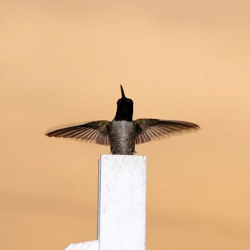 

4 шт., 12 мм, шестигранная 1/18, радиоуправляемая автомобильная шина для ARRMA TYPHON GROM GRANITE GROM, обновленные детали, аксессуары