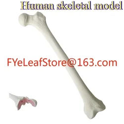 Simulated Bone of Femur Sawbones Pseudobone Workshop Preoperative Practical Training Exercise Human thigh-bone skeleton.