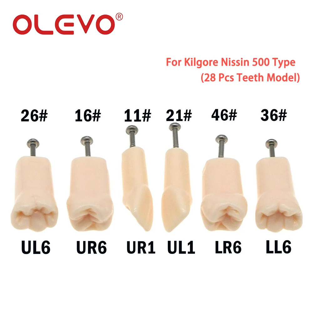 OLEVO Typodont Dental Replacement Screw-in Teeth Teaching Model Removable Fit Kilgore NISSIN 200/500 Type Dentist Accessories