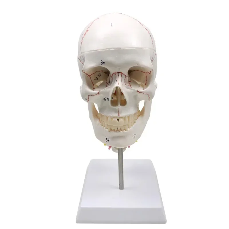 GREATLH Life Size Skull Model Medical Anatomy Veterinary Anatomical Brain Anatomical Model Detachable Medical Model