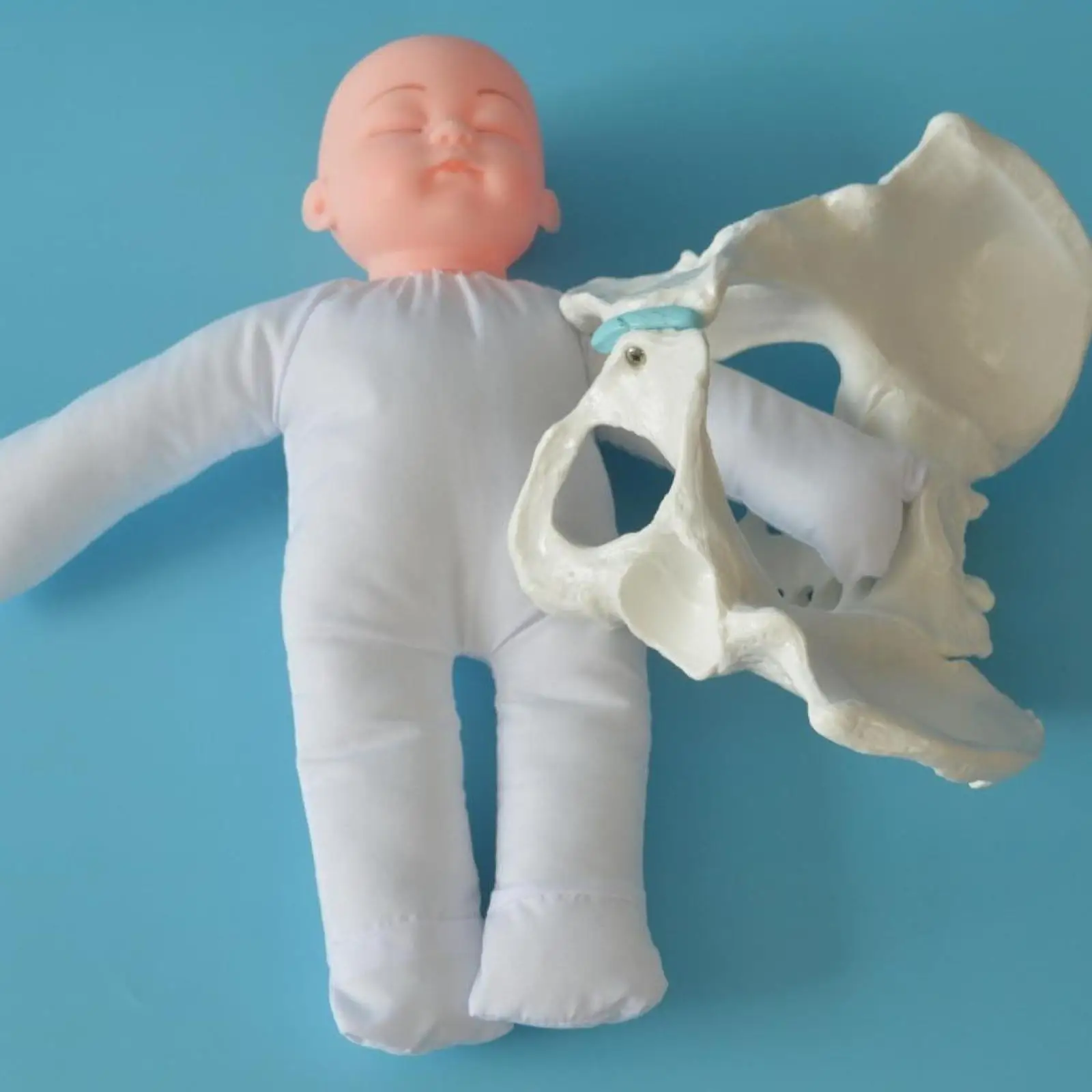 

Childbirth Demonstration Study Display Science Education Female Pelvis Model Educational Tool Female Pelvis and Baby Model