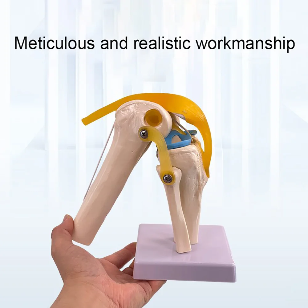 Medical Teaching Supplies Human Joint Model Knee/shoulder/elbow/hand/foot/hip Joint Bone Model and Ligament
