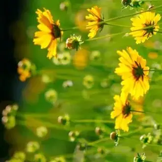 

2S1P 7.4V 3000mAh Lithium Battery Pack 3Ah Suitable for Projectors, Speakers, Wireless Monitoring etc，with XH2.54-2P Plug