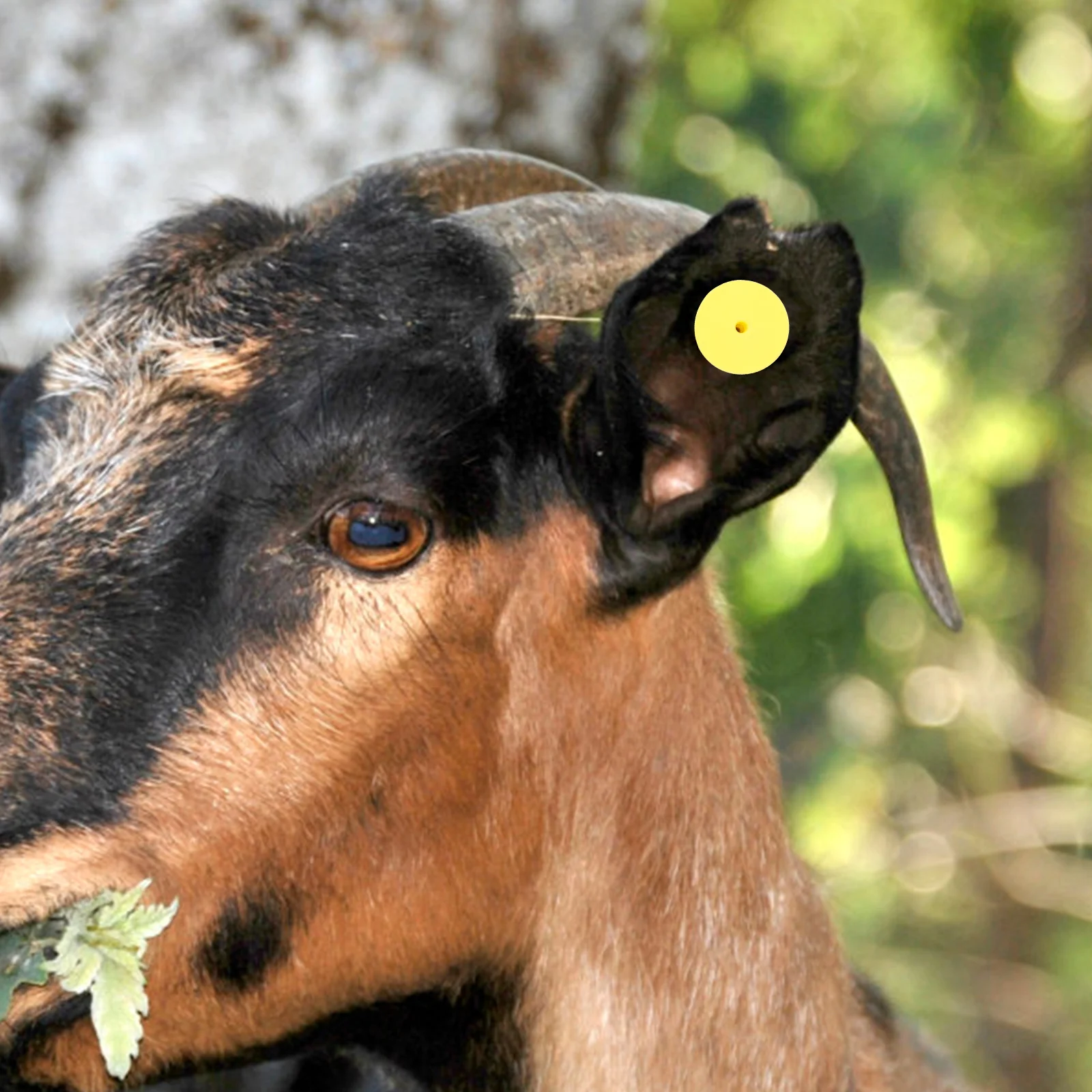 

100Sets Livestock Ear Tags Blank Animal Id Tags Cattle Cows Pigs Sheep Practical Use Cow Ear Tag Supplies,