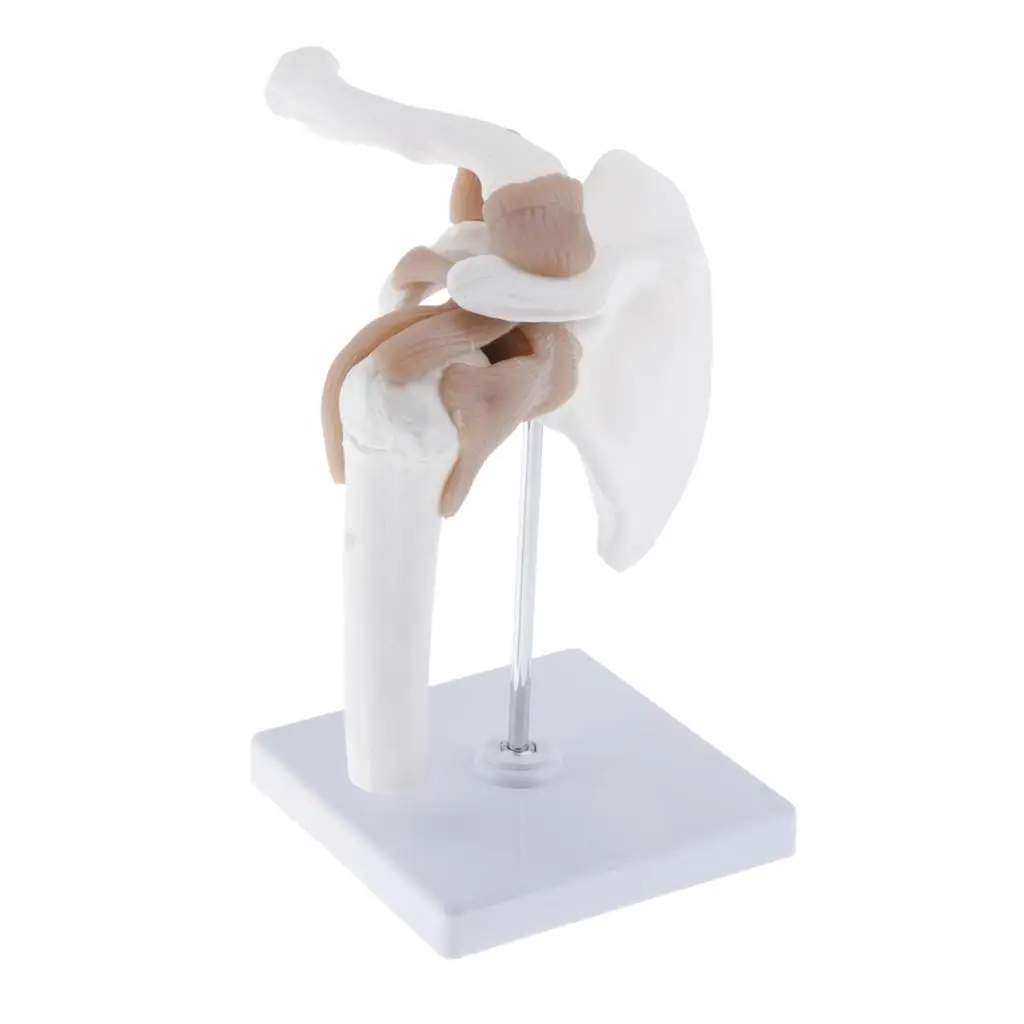 

1:1 Life Size Human Shoulder Joint with Ligament Model Teaching Tools