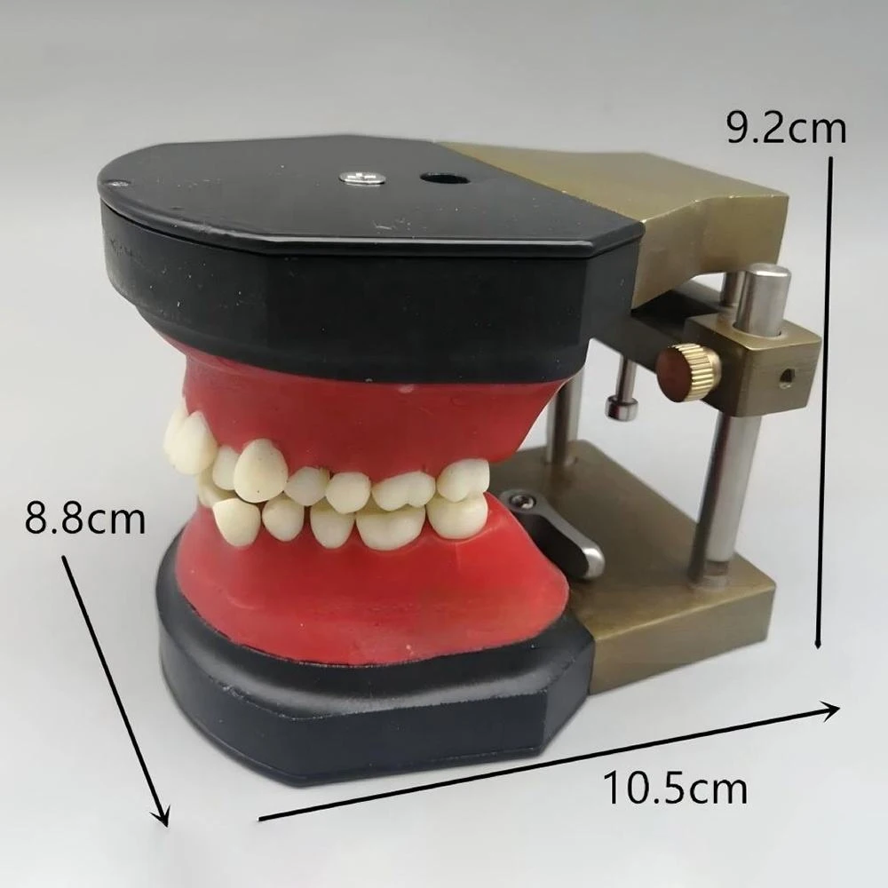 1pc Orthodontic Typodont Dental Study Model with Wax Rim and Articulator Manual for Teaching & Training