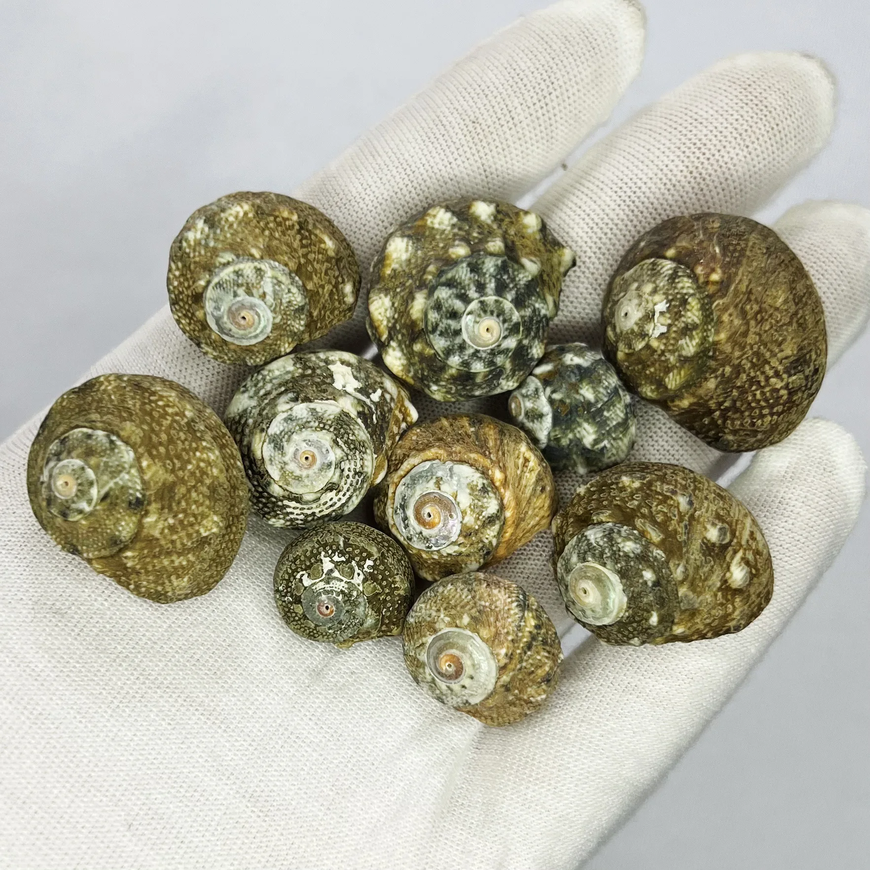 Natürliche Muscheln und Seeste – Aquarium And Marine Bewertung und Preis