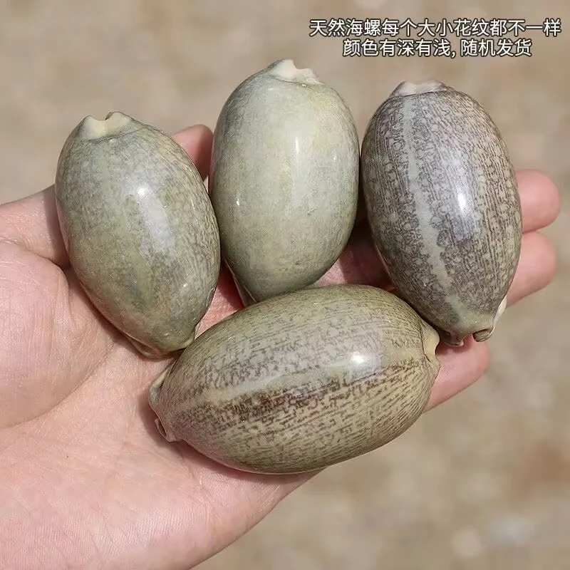 Algae Flower Pillow Treasure Snail Natural Conch Shell Rare Collection Specimen Home Decoration Ornament Fish Tank Landscaping