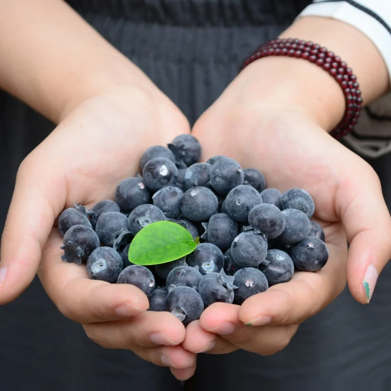 10Pcs Simulation Blueberry Fake Foam Fruit Model Kitchen Fake Fruits Ornament Photography Props Decorative Item Model New