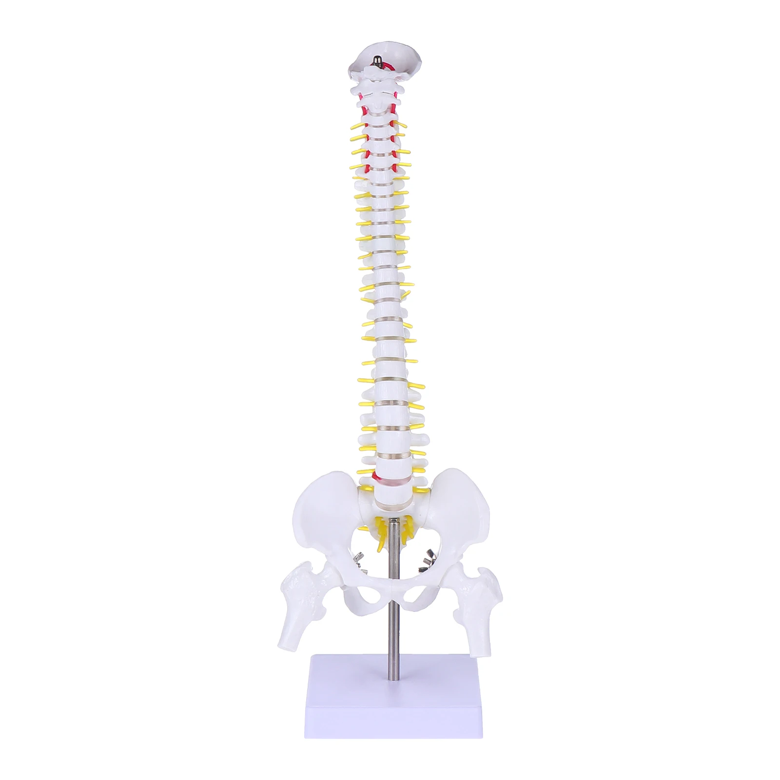 45cm Human Flexible Spine Model Vertebral Column PVC Material Medical Bone Anatomical Model With Spinal Pelvis Femur Spining