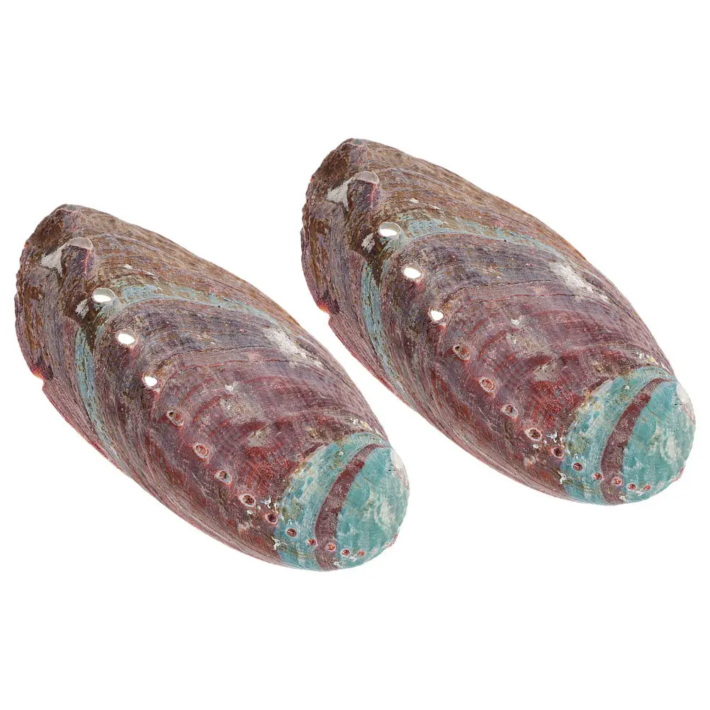 2Pcs Aromatherapy Stand Abalone Shell Rough Ornament Grass Burning Bowl Aquarium Decor Natural Shell Offering Container