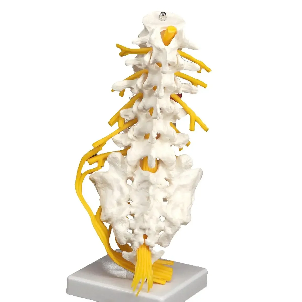 قطني Cauda Equina العمود الفقري Sacrum العصعص العصب العصبي نموذج الهيكل العظمي التدريس التدريب المعونة التعليم #2