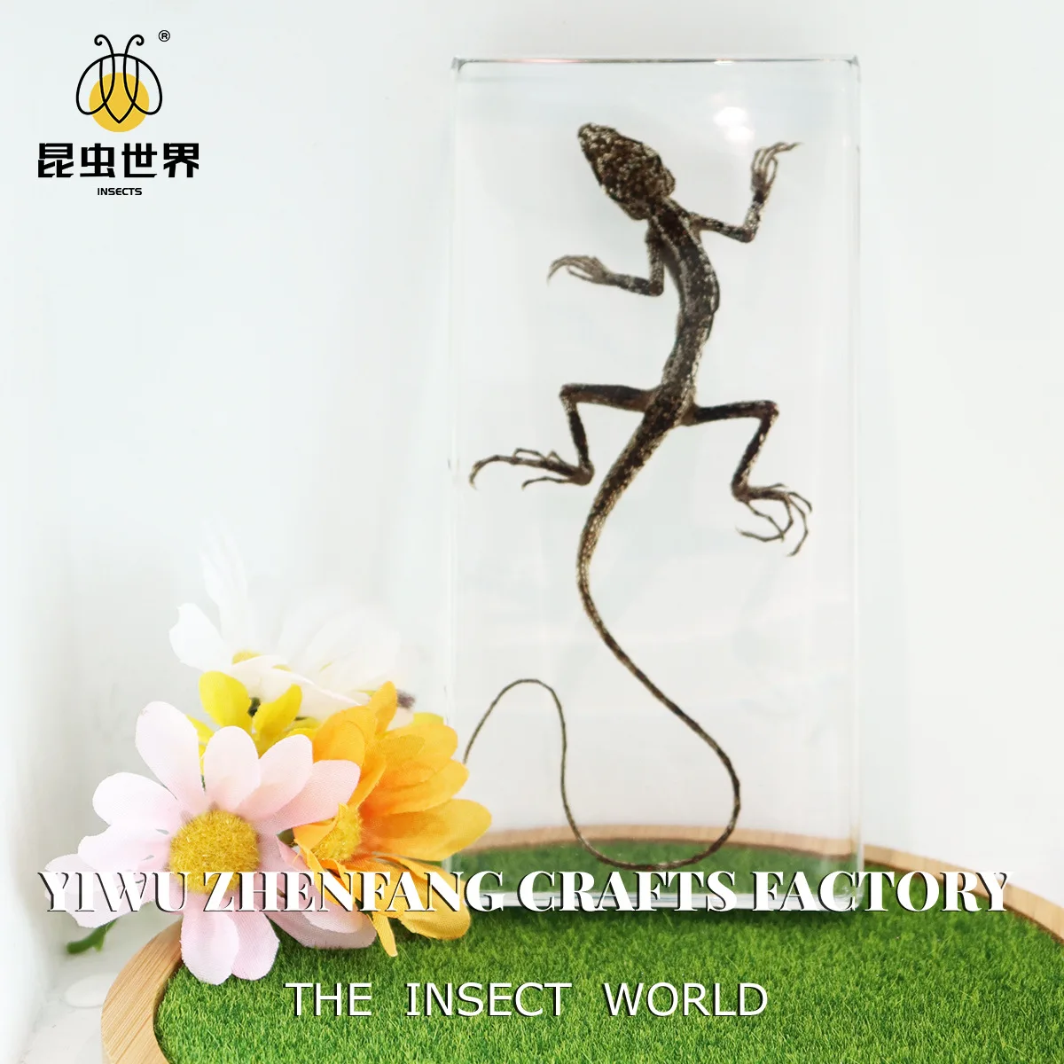 Lizard Insect Specimens: Vibrant Display of Nature