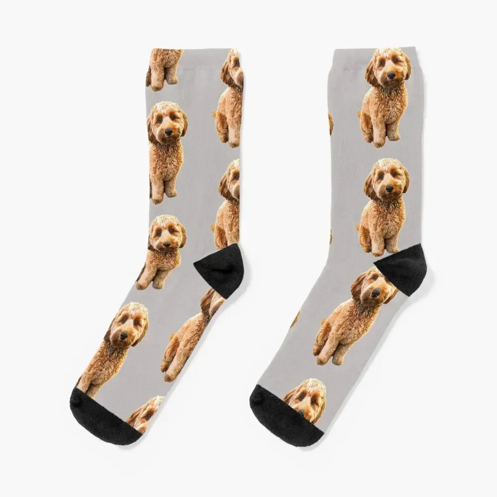 

Goldendoodle Puppy Dog Labradoodle Poodle mix x Socks Novelties japanese fashion designer brand Mens Socks Women's