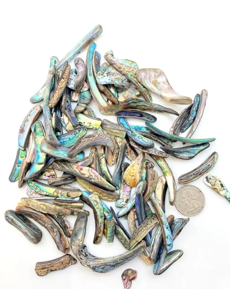 Polished abalone shell trim - Rainbow abalone shell - Polished shell pieces, ideal for home/office décor, birthday  and Easter.