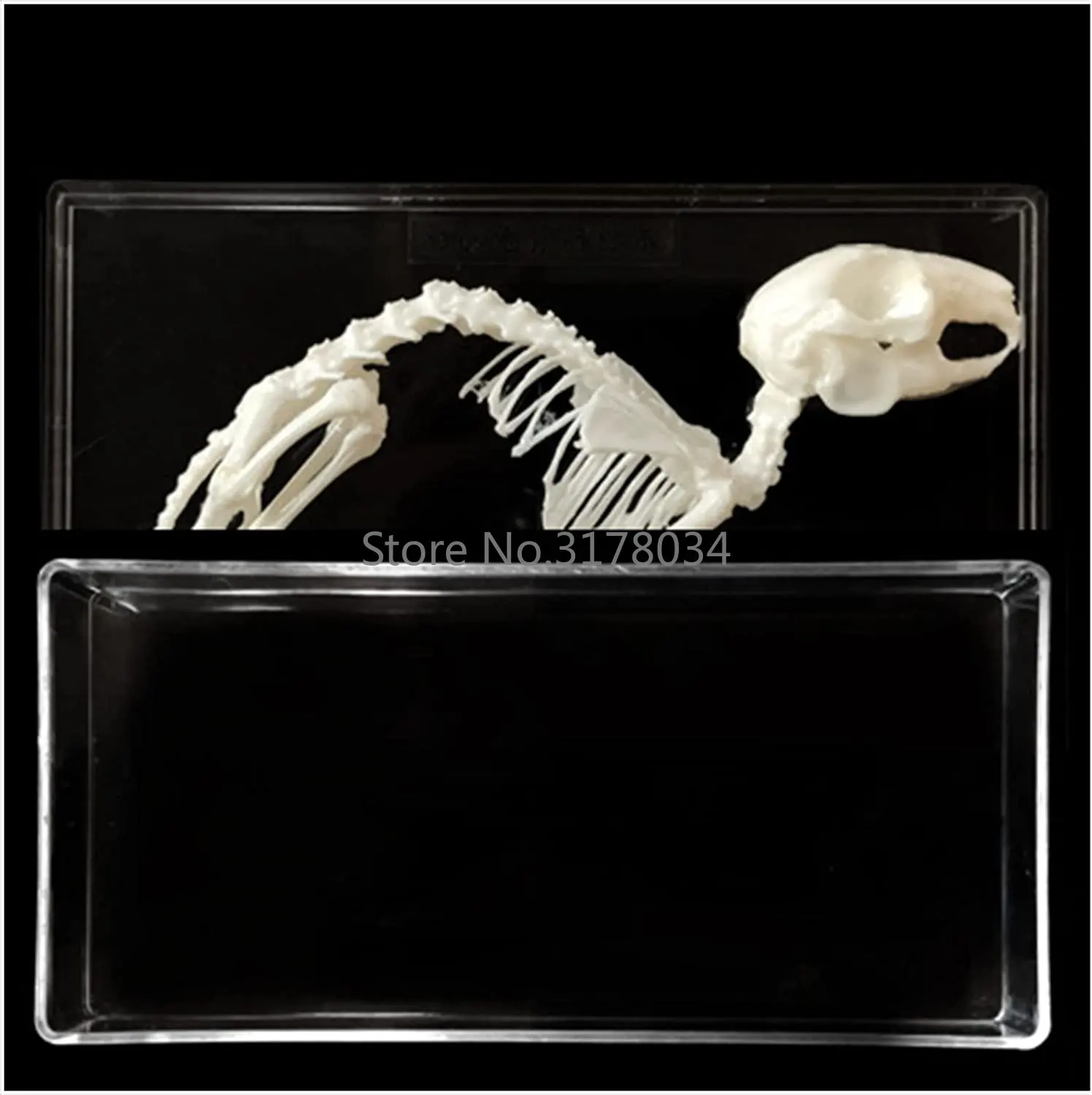 Rabbit Bone Specimen Real Bone Splicing Model Rabbit Skeleton Taxidermy Supplies Art Bone Vet Medicine 1:1