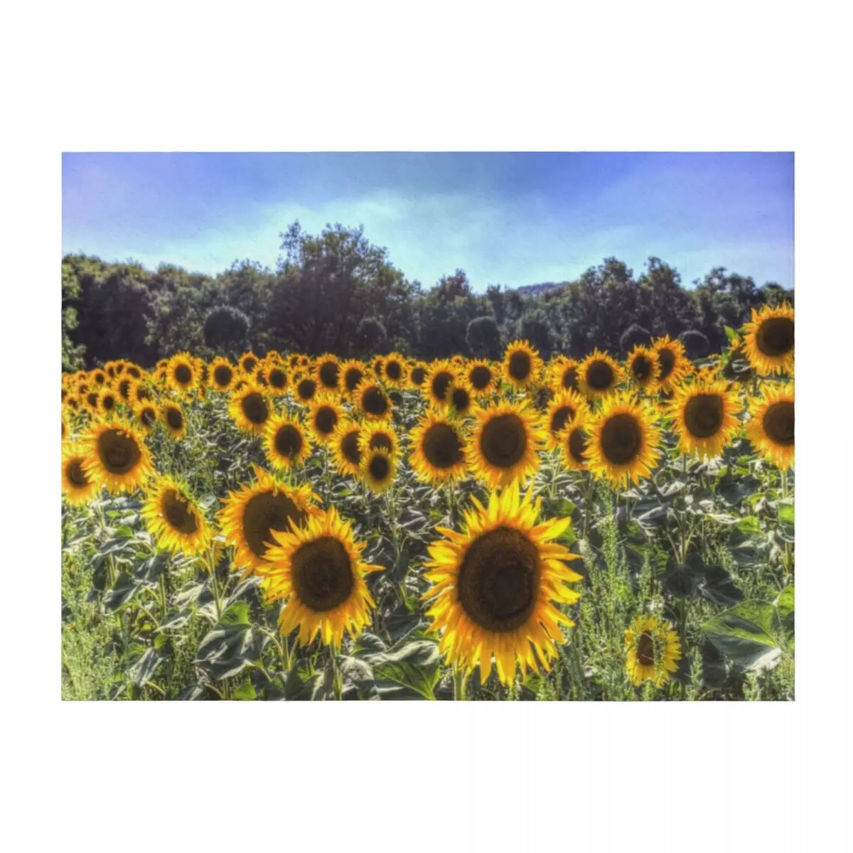 

Sunflower Summer Throw Blanket Decorative Throw Kid'S Quilt Luxury Blankets