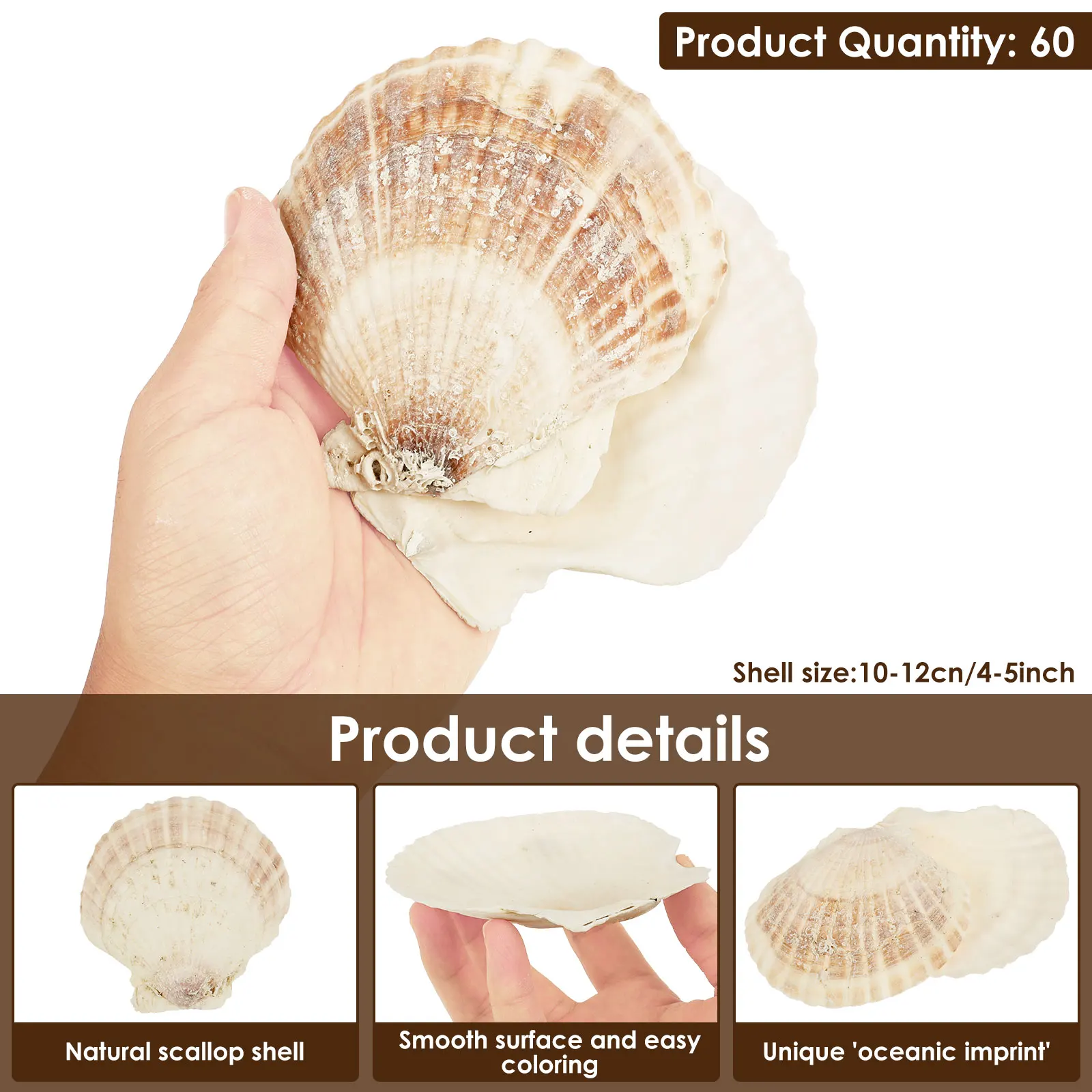 8/60Pcs Natural Scallop Seashells 4-5 inch for DIY Painting Projects Coastal Crafts Beach Theme Decor Aquarium Decorations view 2