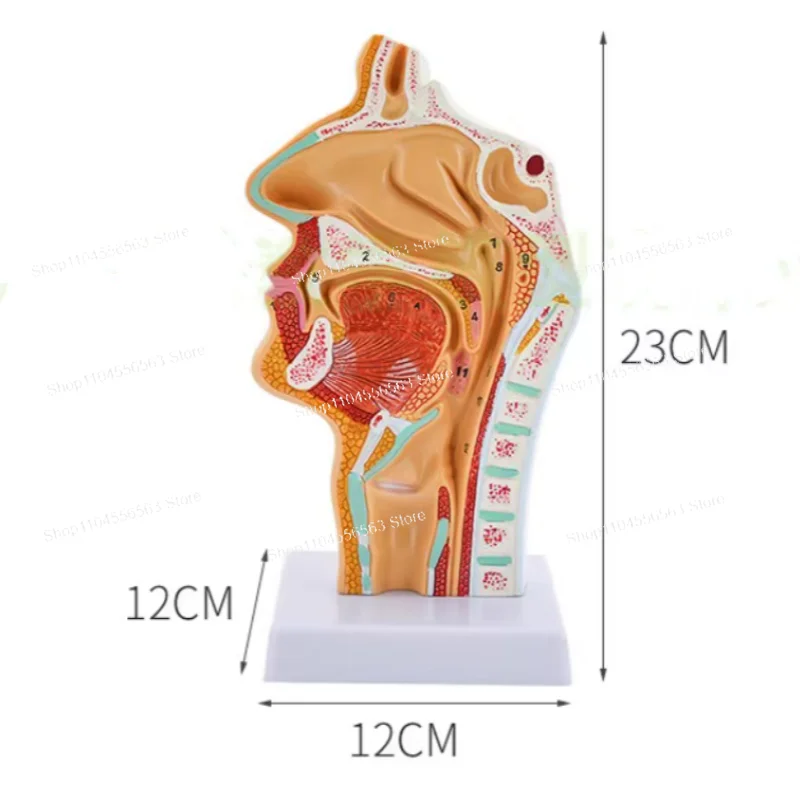 Nasal Cavity Longitudinal Section Model – Oral, Larynx & Pharynx Anatomy for Orthodontic & Medical Teaching
