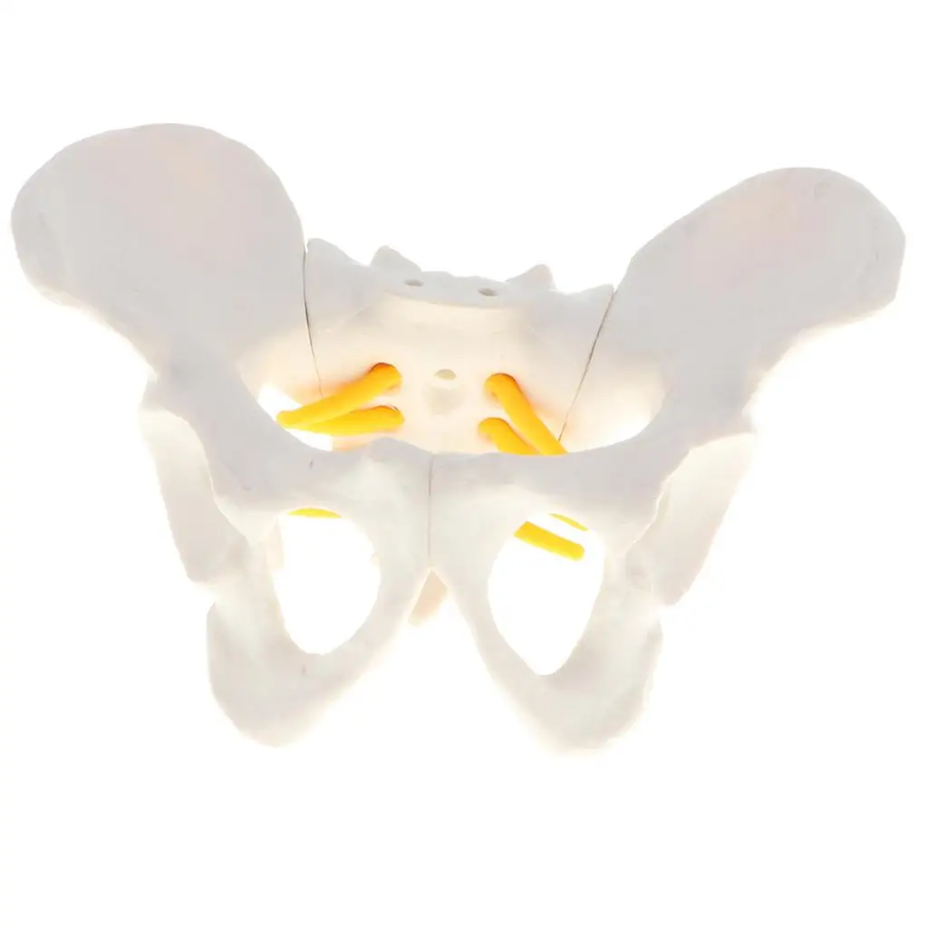 Small Size Human Female Pelvic Skeleton Anatomical Model, 13 x 10 x 9 cm view 3