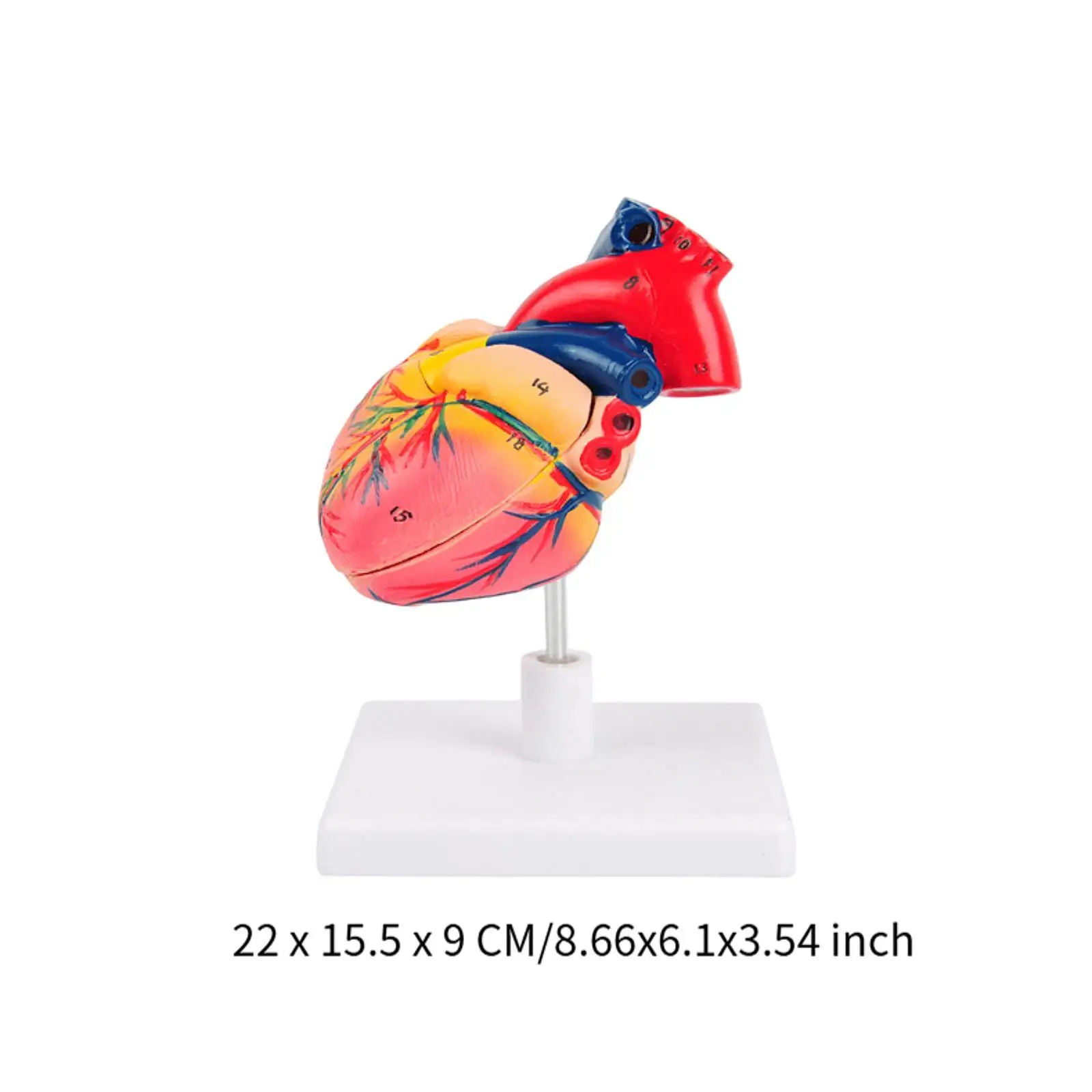 Human Heart Model, Human Heart Structure Model ,PVC Heart Anatomical Model, Teaching Aids for Biology Teaching,