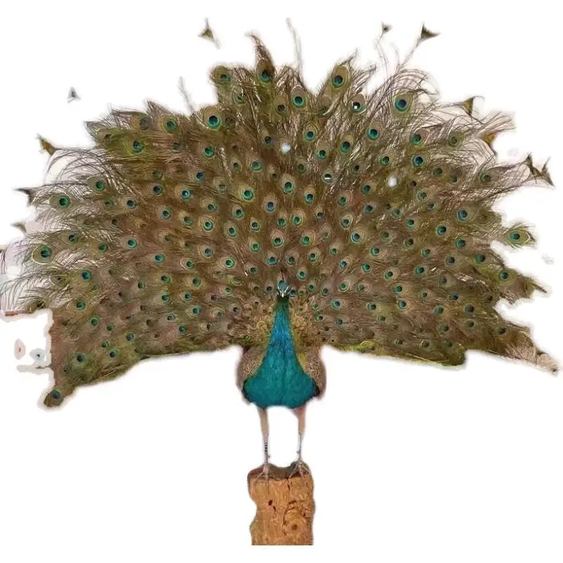 

Peacock specimen full real feather floor ornament living room hotel decoration