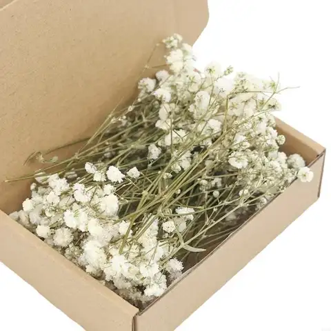Set Of 50 Dried Gypsophila Bunch Everlasting Floral Stems For Vase Arrangements Decoration Table Centerpieces 
