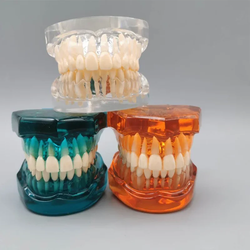 Modelo de enseñanza Dental Ortho Metal/cerámica con/sin soporte accesorios de odontología ortodoncia herramienta de modelado de dientes postizos