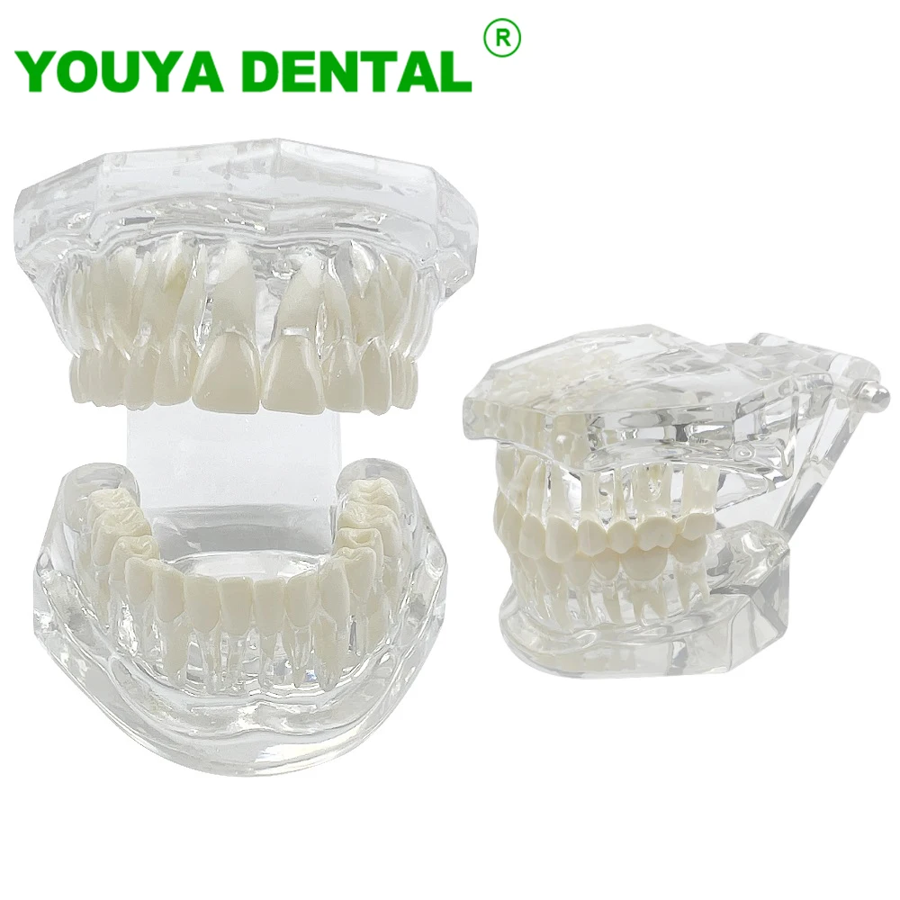 

New Dental Teeth Model For Studying Teaching Education Normal Transparent Typodont Jaw Model Dentistry Medical Dental Products