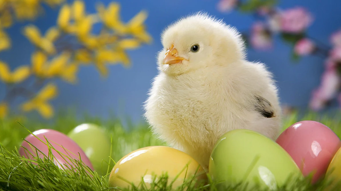 Cute Little White Rabbit Bunny Backdrop Easter Spring Cup Chick Colorful Eggs Child Portrait Tulip Flower Backgrounds Photocall