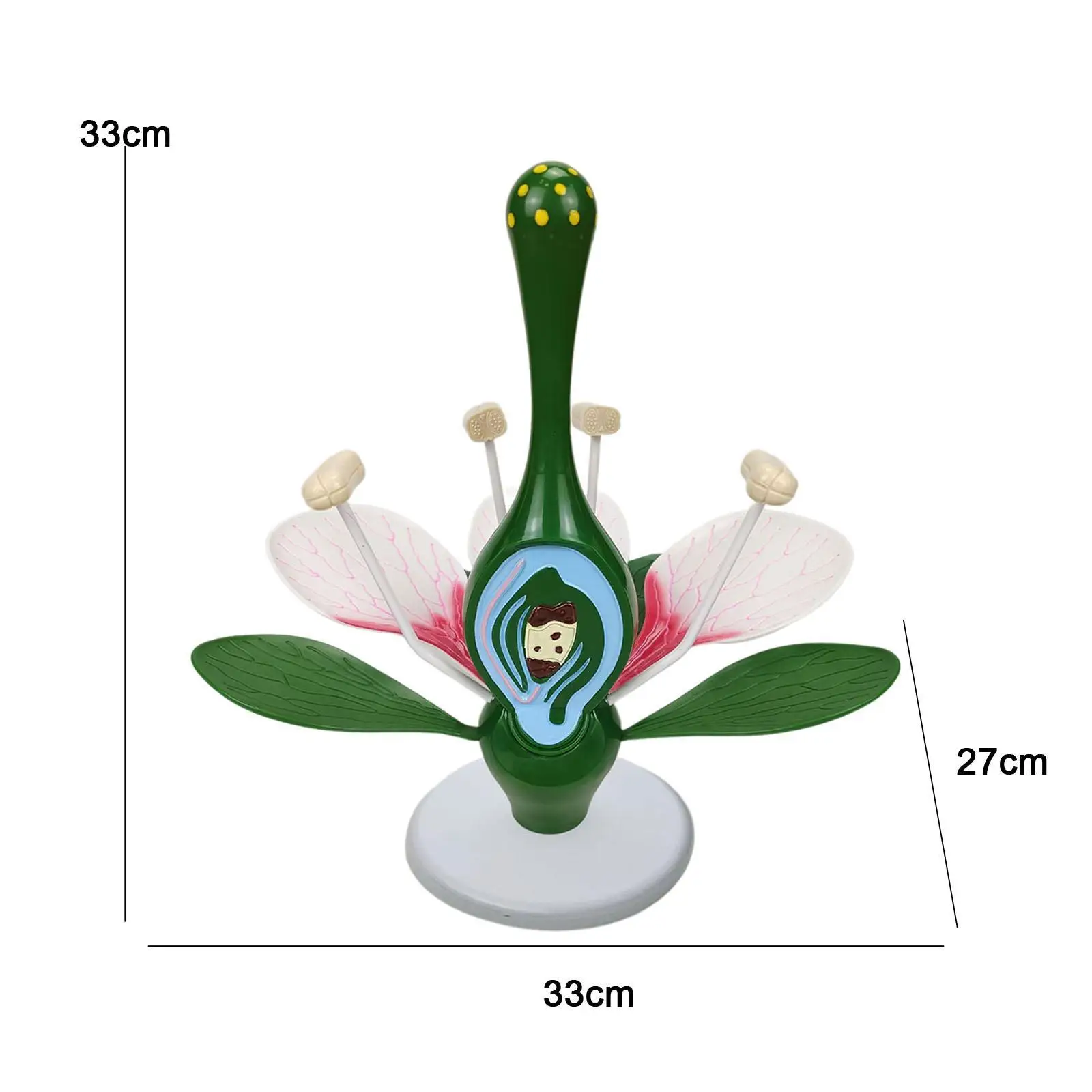 Dicot Flower Model Peach Blossom Flower Model Home Decor,Teaching Aids,Classroom Supplies Science Biology Teaching Instrument