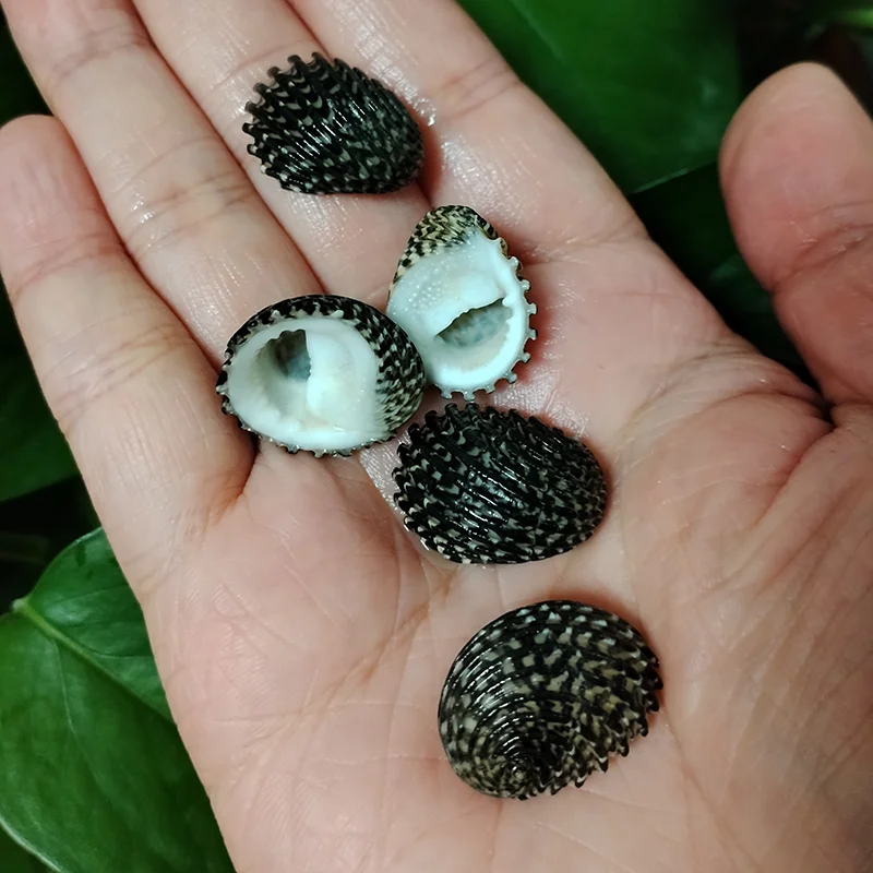 5 PCS Mini Black Shells Natural Nerita Exuvia Seashell For Specimen DIY Aquarium Landscape Ocean Nautical Home Decor (2cm-2.5cm)