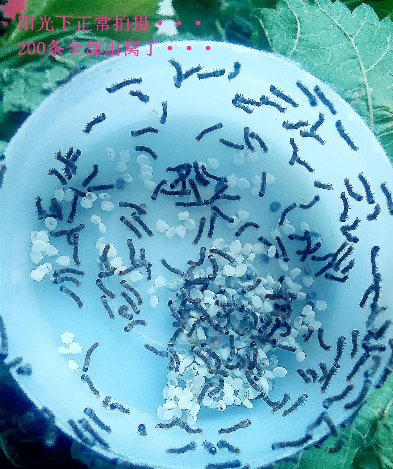 100 Pçs/lote Silkworm Sementes Mulberry-Alimentação Silkworms Ovos Ovo Alta Hatchability Doença Resistência Viver Viver Primavera Brinquedos