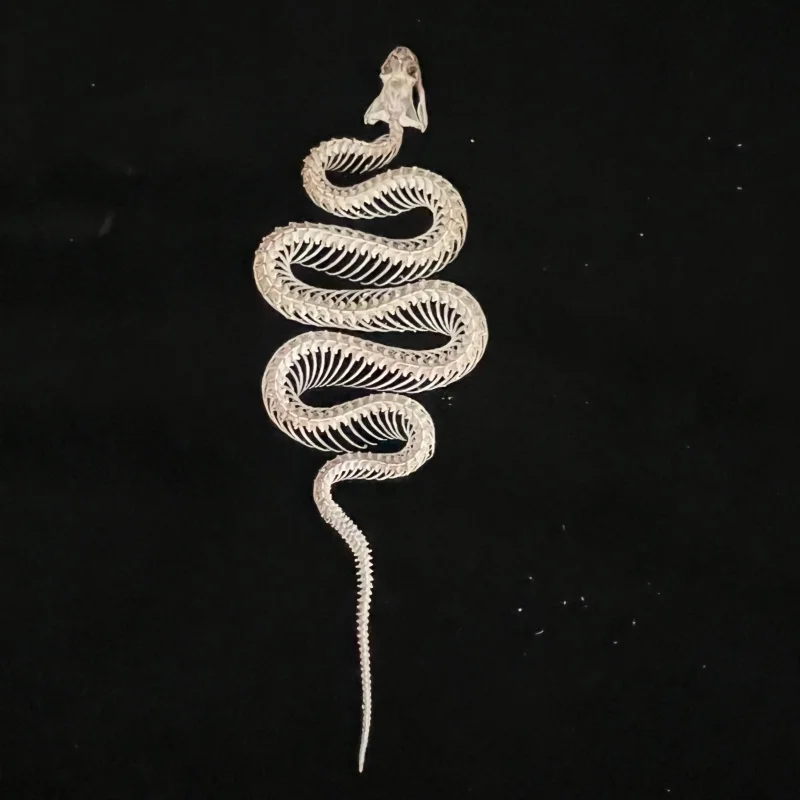 1 PC Animal Taxidermy Real Snake Skeleton Skull Animal Specimens collection teaching model Gifts