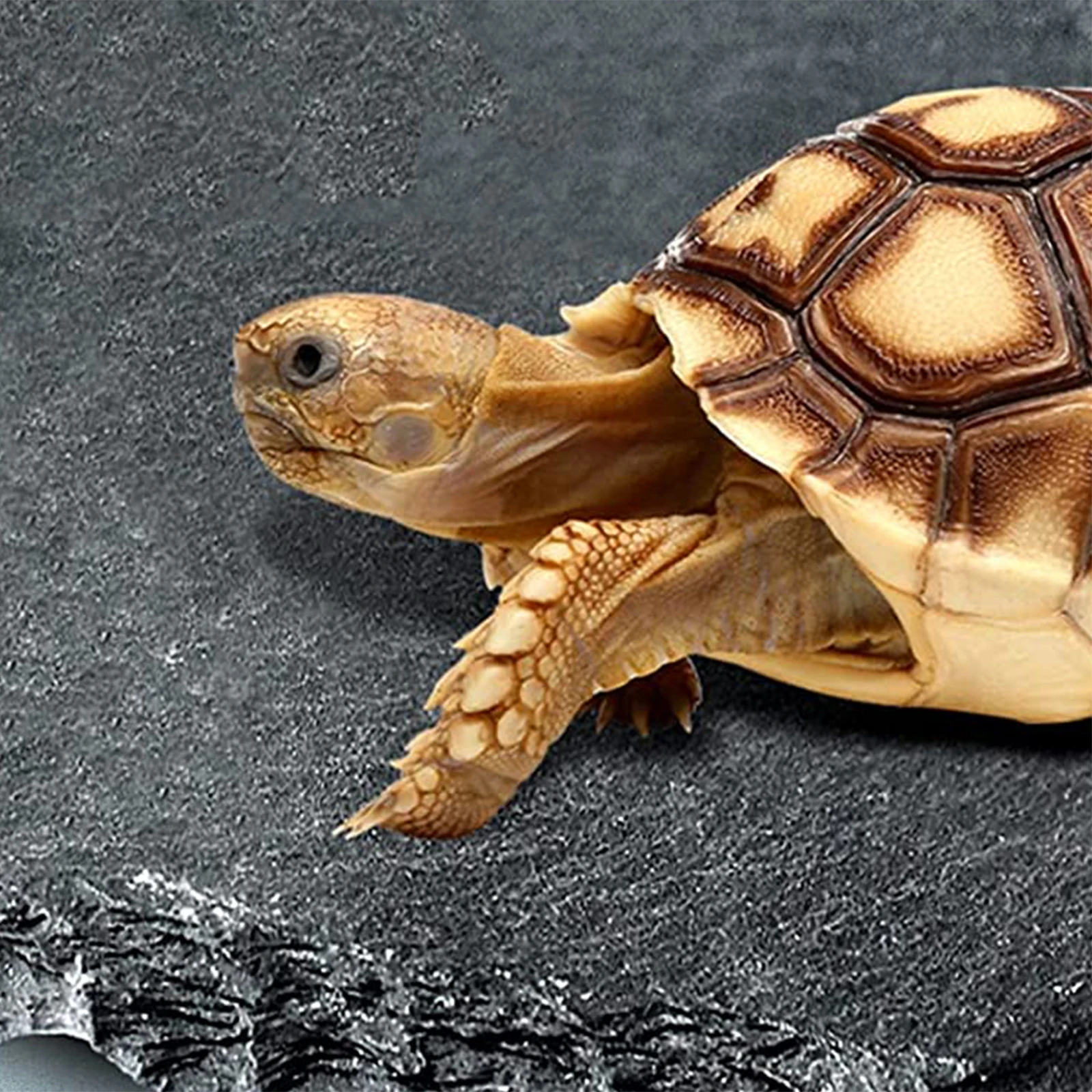 

Turtle Feeding Plate Natural Food Basin for Reptile Aquarium Terrarium Clean Safe Dining Resting Habitat Accessory