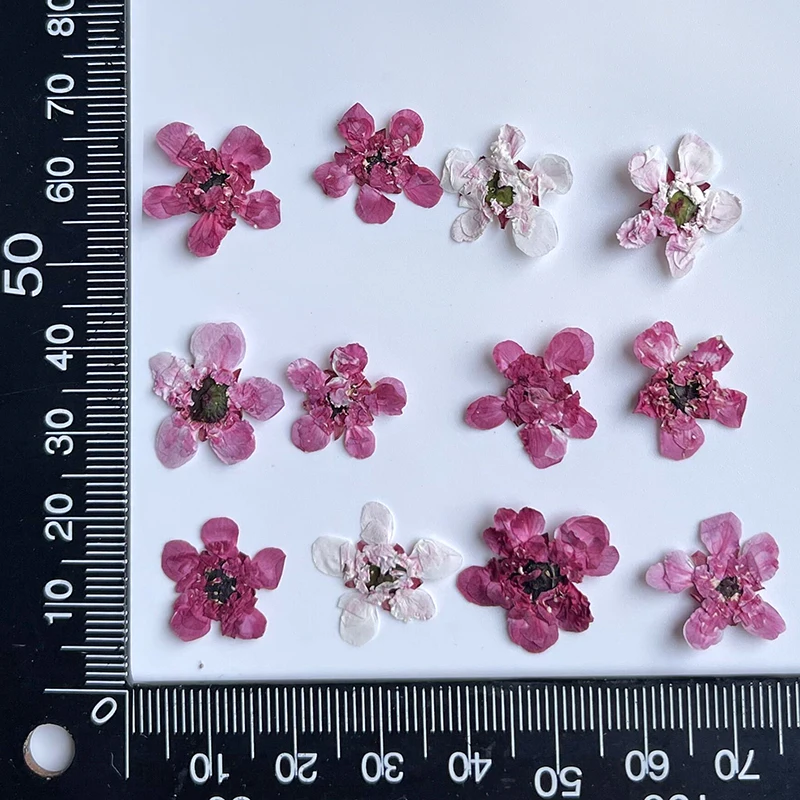 24Pcs/1-3Cm, Natuur Mini Red Plum Bloemblaadjes/Bud Takken, pressed Flower Diy Fotolijst Circulaire Fan Bladwijzer Flora Makeup Nail Prop