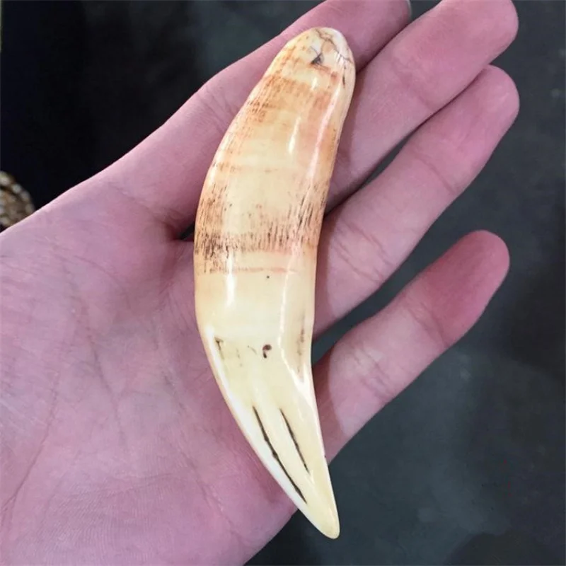 Wenwan Collection Bone Powder Pressed Ethnic Style Animal Tooth Gift Imitation Big Cat Dog Tooth Imitation Tiger Tooth Pendant O