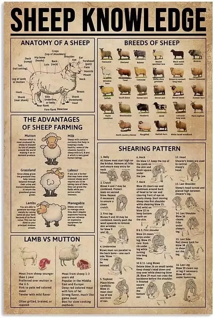 

Овец Знания Металлические Вывески Алюминиевый Плакат Анатомия Овцы Домашняя Спальня Школьная Комната Кафе Кухня Домашний Настенный Декор Фермерская банка