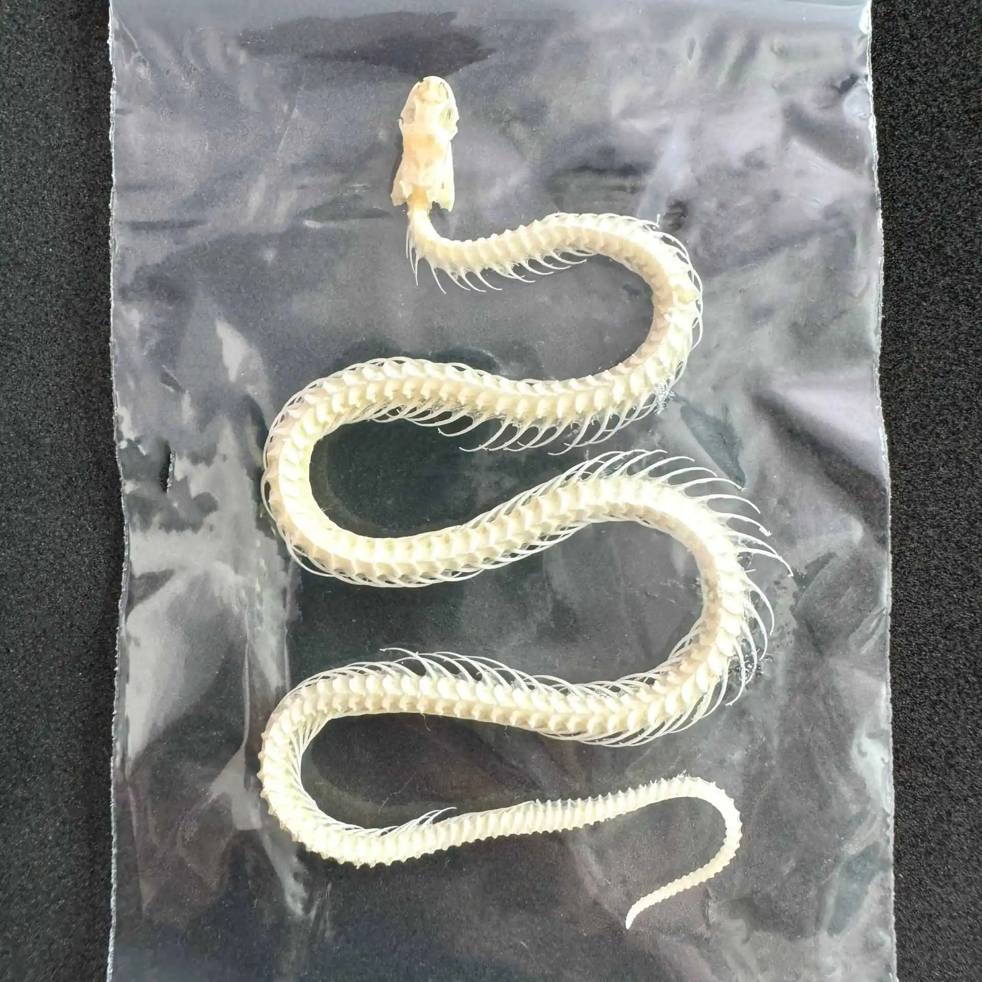 1 Pcs Complete specimen of snake skeleton/ Real bone/Collection/Garden, water tank decoration/ 10cm