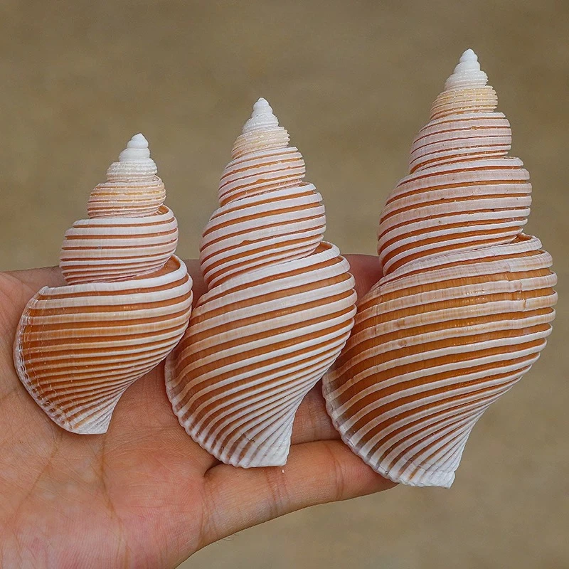 Jomon Esnail Natural Rare Conch Shell Specimen Snail Mediterranean Home Collection Ornament Fish Tank Landscaping Russian Snail view 6