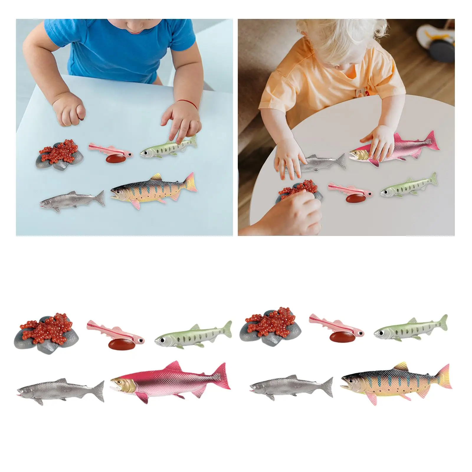 Life Cycle of Salmon Toys Science Biology Model Animal Growth Cycle Set for Games Teaching Daycare Storytelling Birthday Gifts