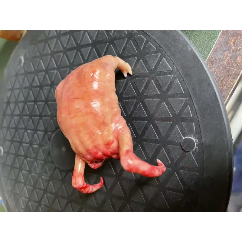 Headhunter Crab نصف الحياة جوردون لملحقات 6 بوصة 1/12 مقياس عالية الدقة شمع أحمر ثلاثية الأبعاد مشهد الطباعة الحلي