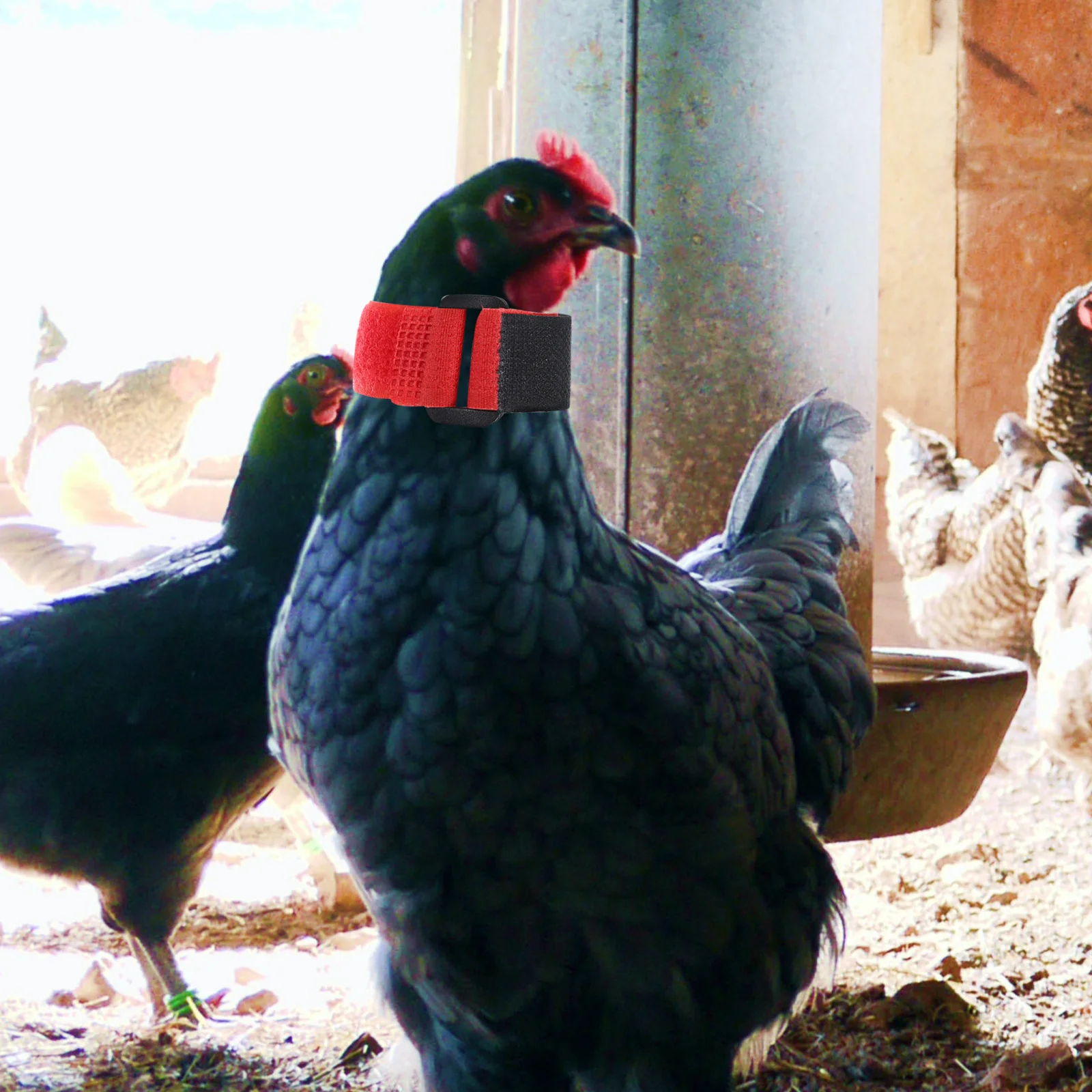 

2Pcs Stop Screaming Rooster Collar Chicken Collars Crowing Proof No Hook Feature Soft Material Vibrant Red Design