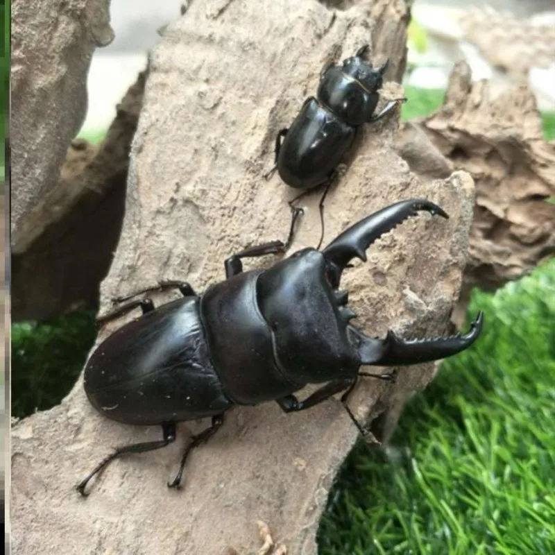 

Real Beetle Insect Specimens Dorcus Titanus Platymelus Collection DIY Crafts Punk Mechanical Home Decoration Sculpture